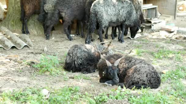 Widok na stado owiec odpoczywających i jedzących na podwórku gospodarstwa w letni dzień. — Wideo stockowe