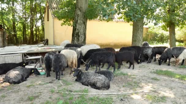 Vue sur un troupeau de moutons se reposant et mangeant dans la cour d'une ferme un jour d'été. — Video