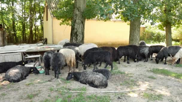 Vista de un rebaño de ovejas descansando y comiendo en el patio trasero de una granja en un día de verano. — Vídeos de Stock