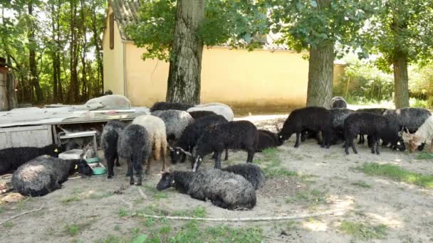 Vue sur un troupeau de moutons se reposant et mangeant dans la cour d'une ferme un jour d'été. — Video
