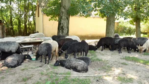 Vista de un rebaño de ovejas descansando y comiendo en el patio trasero de una granja en un día de verano. — Vídeos de Stock