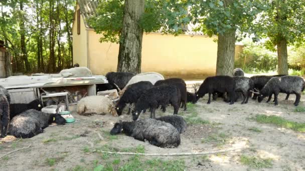 Vue sur un troupeau de moutons se reposant et mangeant dans la cour d'une ferme un jour d'été. — Video