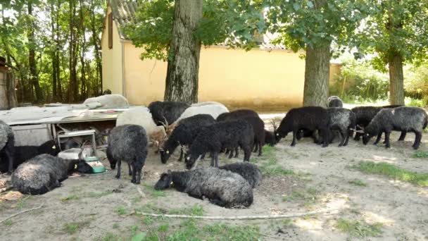 Vista de un rebaño de ovejas descansando y comiendo en el patio trasero de una granja en un día de verano. — Vídeos de Stock