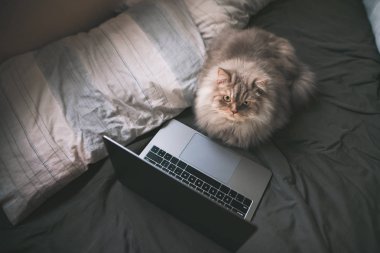 Kabarık kedi laptop yakınındaki yatak odasında yatağın üstüne koyar ve kameraya benziyor. Evde yatağında dizüstü bilgisayarın yakınındaki bir kedi portresi var. Evde beslenen hayvan yatak, kamera bakar olduğu