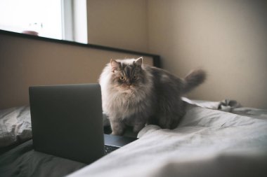 Kabarık gri kedi laptop yakınındaki yatak odasında yatağın üzerinde duruyor. Dizüstü bilgisayar ve bir rostella yatakta şirin bir kedi. Evcil hayvan kavramı.