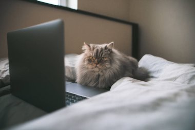 Gri, kabarık kedi laptop yakınındaki yatak odasında düz bir yatakta yatıyor ve kameraya benziyor. Laptop ve rahat bir oda yatakta üzerinde güzel bir gri kedi.