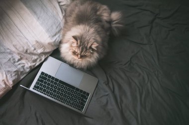 Gri tüylü kedi bir kişilik yatağa koyar ve laptop ekranında görünüyor. Kedi ve yatağın üstünde a laptop, a evde beslenen hayvan videoları internette izliyor. Boşaltmak
