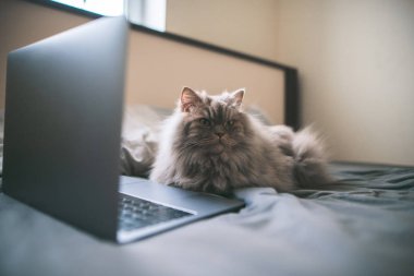 Gri tüylü kedi dizüstü bilgisayarın yakınındaki bir yatakta yatıyor ve yana görünüyor. Dizüstü bilgisayar ve bir kedi yatak yaymak üzerinde. Evcil hayvan kavramı.