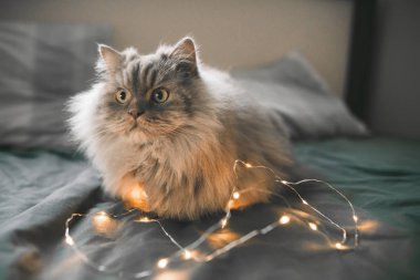 Şirin duygusal gri tüylü kedi rahat bir yatakta çelenk ışıkları ile koyar ve yana görünüyor. Yakın çekim fotoğraf karanlık yatak çarşafları yatakta yatan bir kedi. Evde beslenen hayvan kavramı.