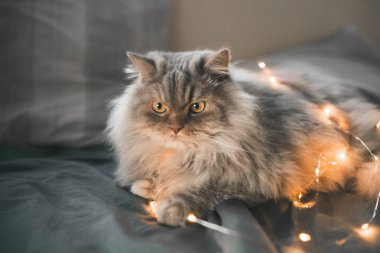 Gri tüylü kedi yatak odasında yatağın üstüne koyar ve ışıkları ile oynuyor. Yatak odasında karanlık bir yatakta bir güzel gri kedi portresi. Evde beslenen hayvan yatak çelenk içinde bırakır..