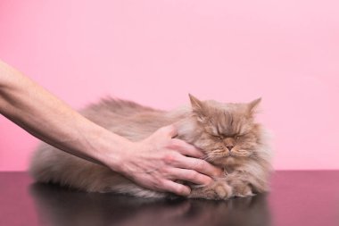 Mutlu erkek el vuruş kedi çok seviyor, o gözlerini kapadı ve pembe arka plan ile mutluluk duyar. Hayvan sevgi pembe bir arka plan, el ve bir kedi yakın çekim pofuduk bir kedi okşayarak Concept.Man