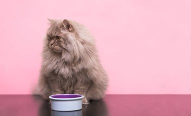 Kabarık bir kedi ile evde beslenen hayvan yiyecek çanak pembe bir arka plan üzerinde oturan ve uzağa bakarak portresi. Gıda ve gri yetişkin ve bir kedi ile plaka bir pembe izole. Boşaltmak
