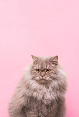 Güzel kabarık kedi üzerinde pembe bir arka plan, metin üst noktaya izole. Stüdyoda pembe bir arka plan üzerinde gri tüylü yetişkin kedi duran tarafına benziyor. Boşaltmak