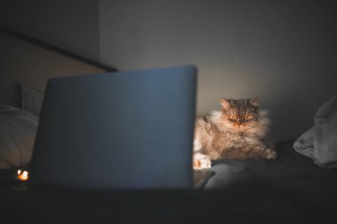 Gri, kabarık kedi geceleri yatakta başucu yer alır ve dizüstü bilgisayar ekranında görünüyor. Kedi üzerinde bir yatak odası ışık ile karanlık bir yatakta. Evde beslenen hayvan da çelenk ve bir dizüstü bilgisayar, laptop ışığında bir yatakta gece oluyor