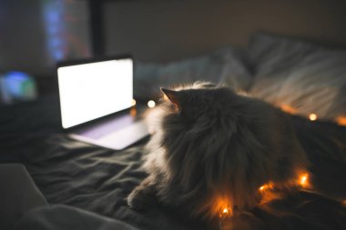 Kabarık gri pet gece rahat bir yatak odasında yatakta yatıyor ve dizüstü bilgisayar ekranında görünüyor. Kedi bir bilgisayar kullanarak dizüstü yatakta bir video izliyor. Bir kedi üzerinde odaklanmak, arkadan görünüm.