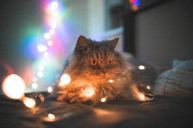 Gri yetişkin kedi güzel bokeh bir yatakta yatıyordu. Kabarık güzel kedi Noel ışıkları arka plan üzerinde bir yatakta yatıyor. Oynak kedi ışıklarla yatağı.