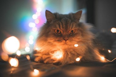 Güzel, gri, kabarık, Yetişkin kedi ışıklar bokeh bir yatakta yatarken, yakın çekim fotoğraf. Evde beslenen hayvan Noel çelenk, arka plan ışıkların yatakta yatıyor. Yatak odası ışık gece kabarık kedi