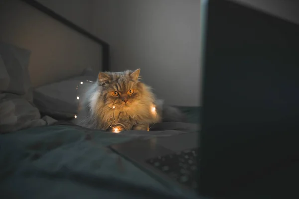 Portrait of a cat lying in the evening in bed and looking at a laptop screen. Cat watches the video on the internet on a laptop in bed at night, the light from the screen on the cat.