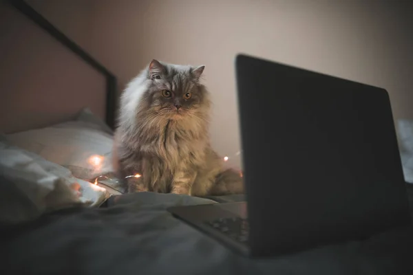Gray, fluffy cat sits on a bed near the laptop, focused on looking at the laptop screen. Cat and a laptop in the evening on the bed in a cozy bedroom. Pet concept.
