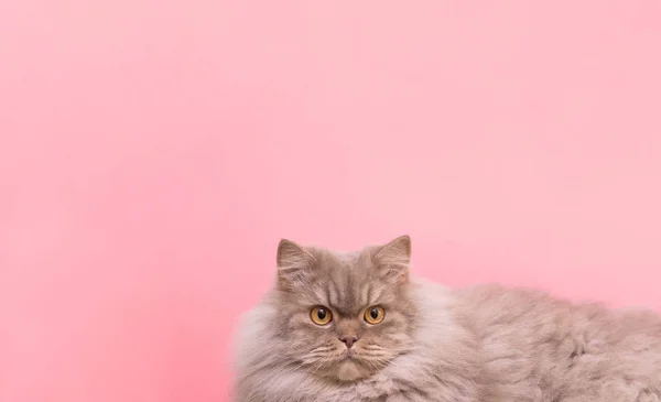 Close Photo Fluffy Beautiful Cat Lying Looking Camera Isolated Pink — Stock Photo, Image