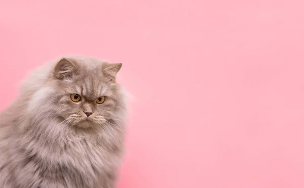 Sorry, unhappy cat, lowered his head down, isolated on a pink background. Sad cat on the pink background. Copyspace. Pets are a concept.
