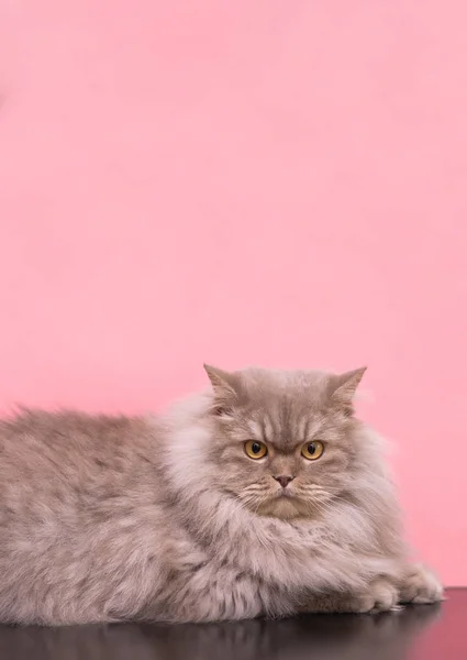 Fluffy Gray Cat Lying Pink Background Looks Camera Top Spot — Stock Photo, Image