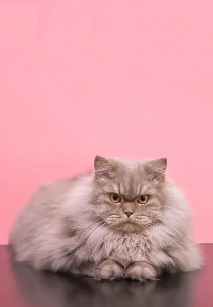 Beautiful large fluffy cat on a pink background, sophisticated looking in the camera, posing. Gray adult cat lying on a colored background in the studio. Copyspace