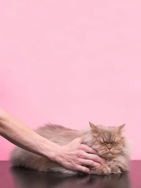 Love to animals. Man stroking a fluffy cat on a pink background, hands and a cat close-up. at likes it when he strokes it, he closed his eyes and was pleased