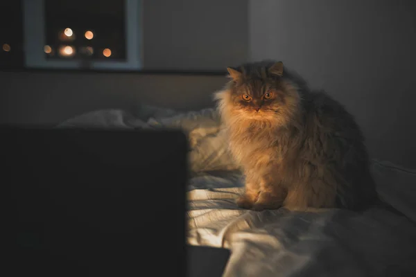 ノート パソコンの画面を見ているに焦点を当てて 居心地の良い客室でのベッドサイドで座っているふわふわの猫の写真 猫はノート パソコンで動画を見て ノート パソコンの画面からの光を照らす居心地の良い夜部屋で猫 — ストック写真