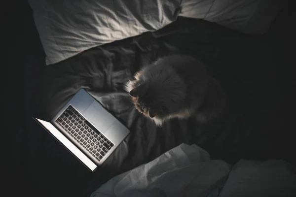 Top view of a fluffy cat sits on a bed with a laptop and looks at the screen, the light from the screen illuminates the cat. Cozy photo of a gray cat looks at home in the bedroom at video