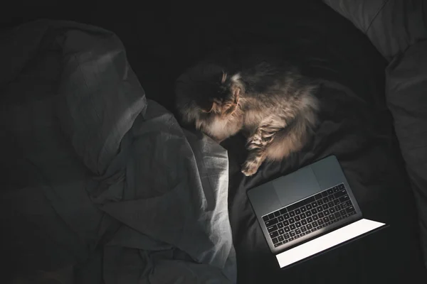 ふわふわ猫ノート パソコンの近くにベッドに夜にある画面を見て ノート パソコン 上から見るとベッドで夜です インターネット上のビデオを見ている猫の居心地の良い写真 — ストック写真