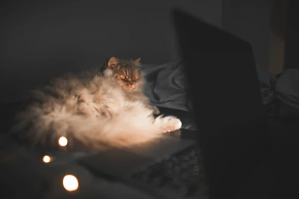 Felnőtteknek Kövér Macska Éjjel Ágyon Hálószobában Közel Laptop Úgy Néz — Stock Fotó