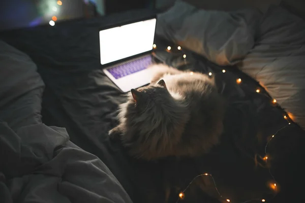 Pet lies at night on the bed and looks at the laptop screen. Cat and laptop on bed at night. Cat is watching videos on the internet. Copyspace