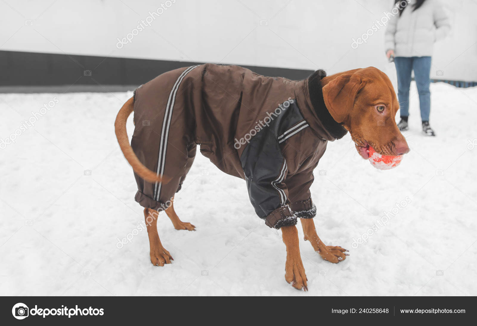 vizsla dog jackets