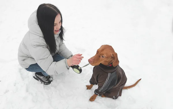Owner Cute Brown Dog Clothes Sit Snow Play Winter Walks — Stock Photo, Image