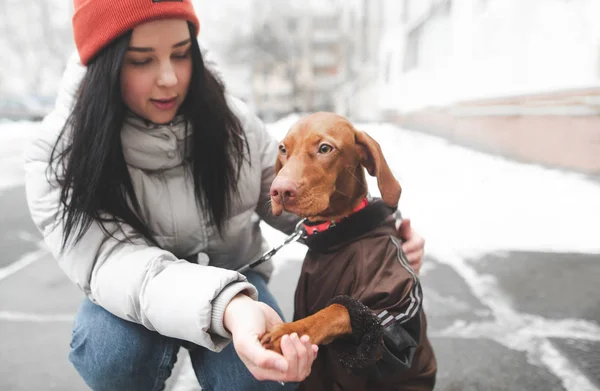 Dog in the clothes and the girl are sitting on the winter street, dog gives five. Dog gives the paw a girl for a walk in the winter.Girl and a cute brown dog play outdoors in the winter season.