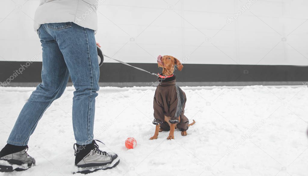 Winter walk with a dog. Girl and a dog wearing a doggy dress in snowy winter, the home lovers look at the owner and licked up. Dog and a woman are standing on the snow against a white wall.