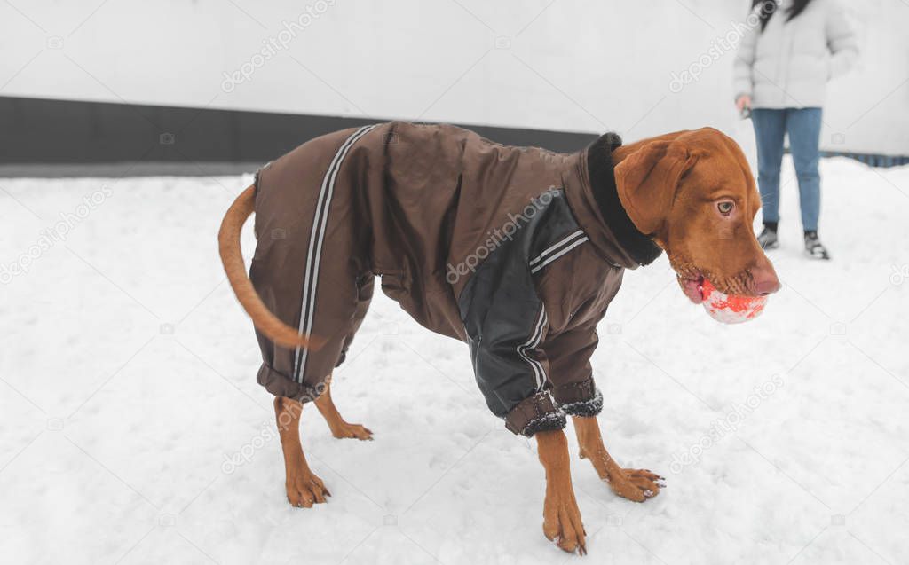 Brown dog in the breed magyar vizsla in winter clothes with a ball in their teeth during the winter walk. Funny dog on the background of the owner. Winter walk with a pet.