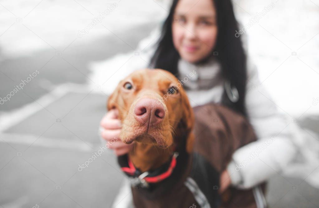 Close-up photo of a brown cute dog dressed in dog clothes and a girl smiling housewife on the background. Focus on the dog's nose. Copyspace