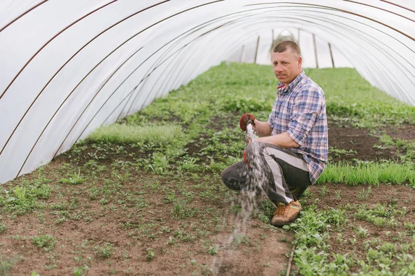 El hombre experimentado se sienta en un invernadero con una manguera en la mano y plántulas regadas. El agricultor se encarga de las plantas del invernadero. Cultivar plantas como hobby . —  Fotos de Stock