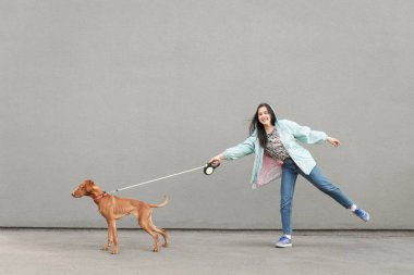 Güzel kahverengi köpek gri bir duvarın arka planda mutlu bir bayan sahibi çeker. Gülümseyen kız sokakta bir köpek ile yürür. Güçlü köpek bir kadını çekiyor, bir kadın sevinmiş. Boşaltmak