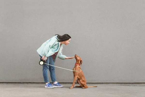 Portrait of a girl in casual clothing holds the dog on a leash and plays against the background of a gray wall. Playful dog breed magyar vizsla with owner walking around the city.Woman trains a dog — Stock Photo, Image