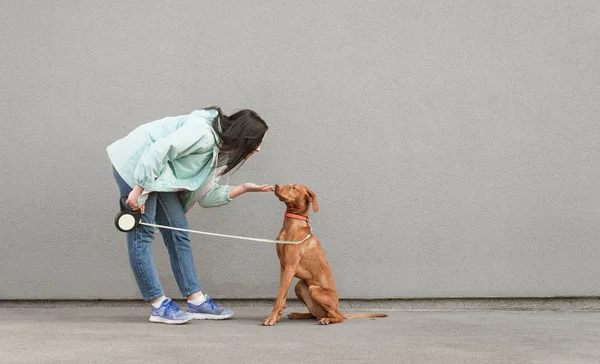 Brunetka kobieta gra z pięknym młodym psem na tle ściany noszenia odzieży casual. Dziewczyna trzyma psa na smyczy i karmi na tle szarej ściany. — Zdjęcie stockowe