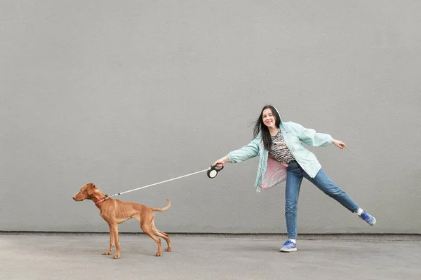 Beautiful brown dog pulls a happy lady owner on the background of a gray wall. Smiling girl walks with a dog on the street. Strong dog pulls a woman, a woman rejoices. Copyspace