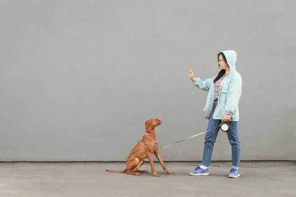 ジャケットを着た女性は、灰色の壁の背景に対して犬を訓練します。飼い主は手にドッグフードを見せ、犬は舐め、飼い主を見る。女性は壁の背景に犬と遊ぶ — ストック写真