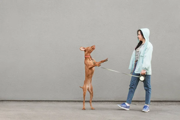 Dono do sexo feminino treina seu cão na rua e segura em uma coleira, o cão salta. Mulher brincando com um cão cinza contra um fundo de parede cinza. Menina e um animal de estimação estão jogando para um passeio — Fotografia de Stock