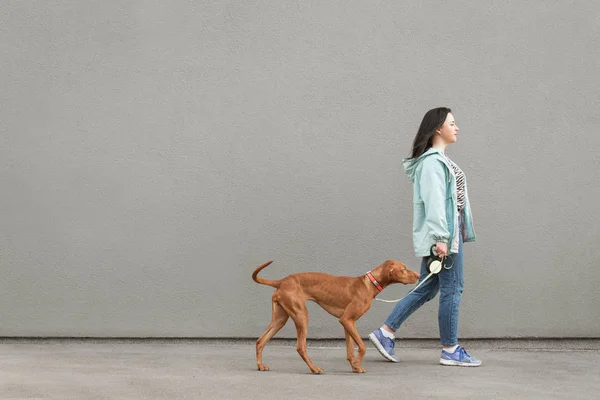 O proprietário de mulher bonito com um belo cão marrom em uma coleira vai em um fundo cinza. Pet com o proprietário e um espaço vazio para publicidade. Passeio de rua com um cão. Espaço de cópia — Fotografia de Stock