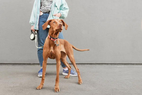 Primeros planos foto de perro raza magiar vizsla en una correa contra el fondo del dueño de una mujer y una pared gris. Retrato de un hermoso perro marrón con una mujer en el fondo. Las mascotas son un concepto —  Fotos de Stock