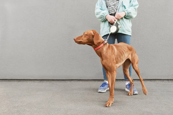 Nogi dziewczynki i brązowy pies na tle szarej ściany. Spacer po mieście z psem. Pies patrzy na pustą przestrzeń do reklamy — Zdjęcie stockowe