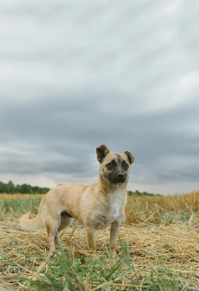 Anjing kecil mongrel yang cantik, berdiri di lapangan musim gugur dan berpaling. Anjing lucu berjalan di atas lapangan yang indah. Foto vertikal . — Stok Foto